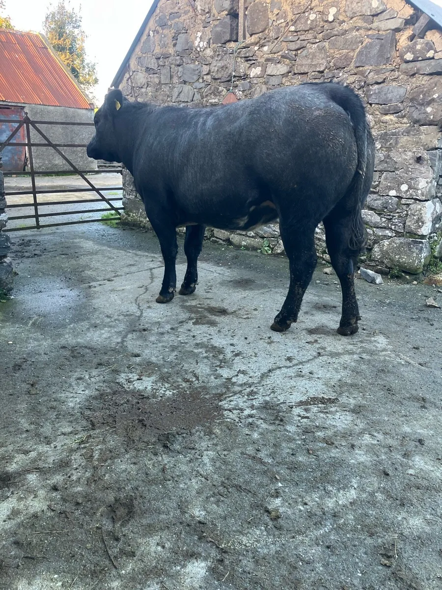 In calf Heifer - Image 2