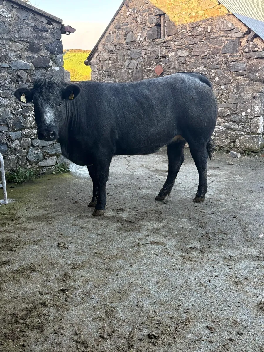 In calf Heifer - Image 3