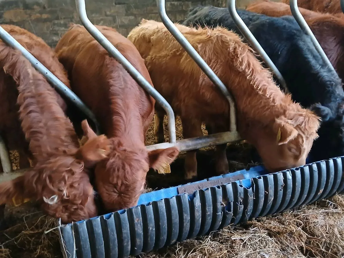 6 Limousin Bull Weanlings - Image 2