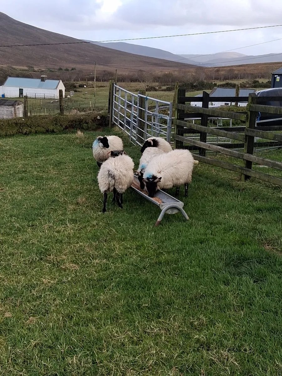 5  Blackface Mountain ewe Lambs - Image 3