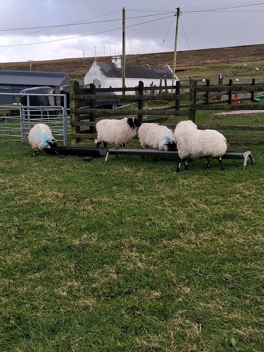 5  Blackface Mountain ewe Lambs - Image 4