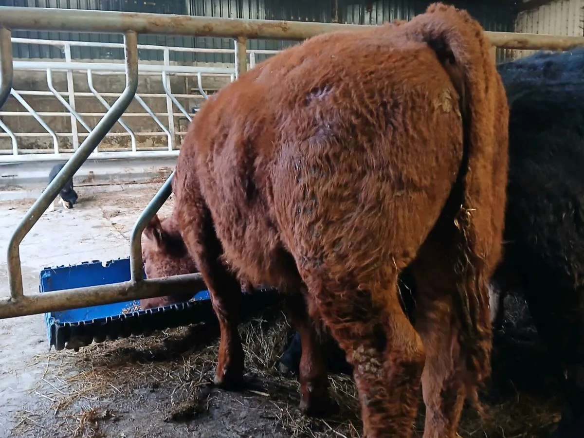 6 Limousin Bull Weanlings - Image 4