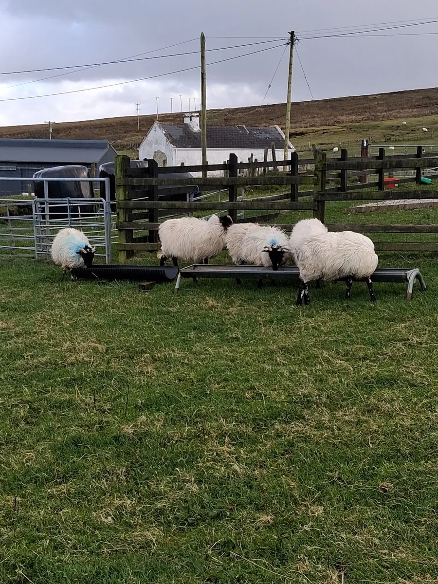5  Blackface Mountain ewe Lambs - Image 1