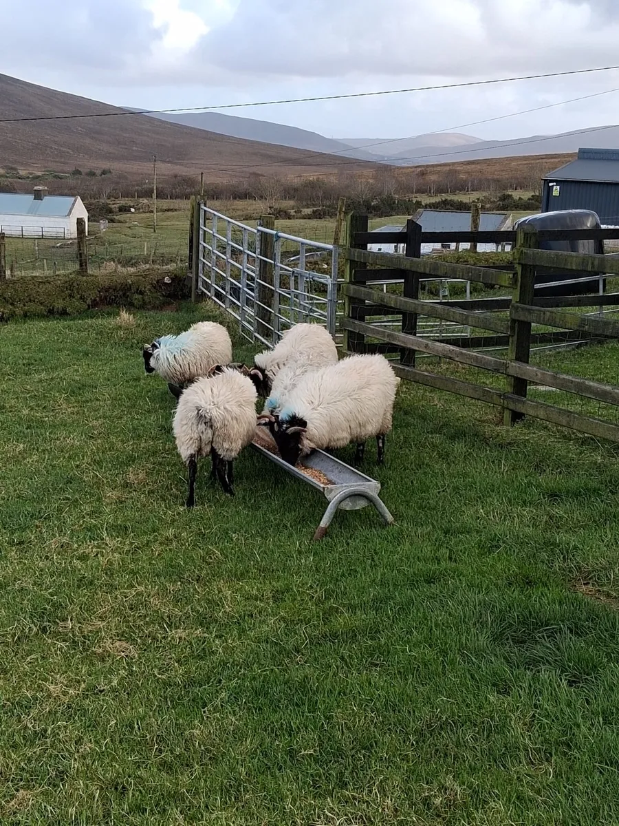 5  Blackface Mountain ewe Lambs - Image 2