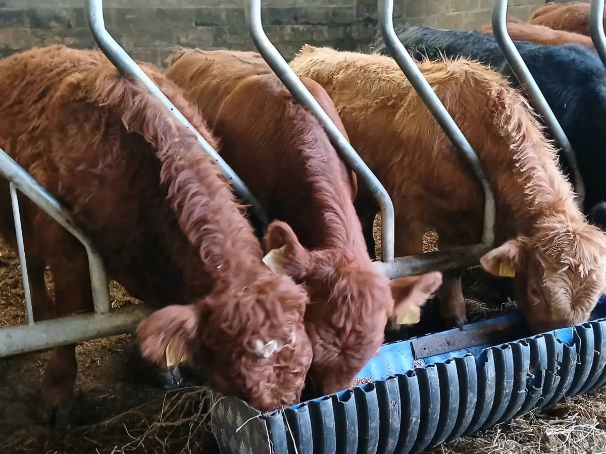6 Limousin Bull Weanlings - Image 3