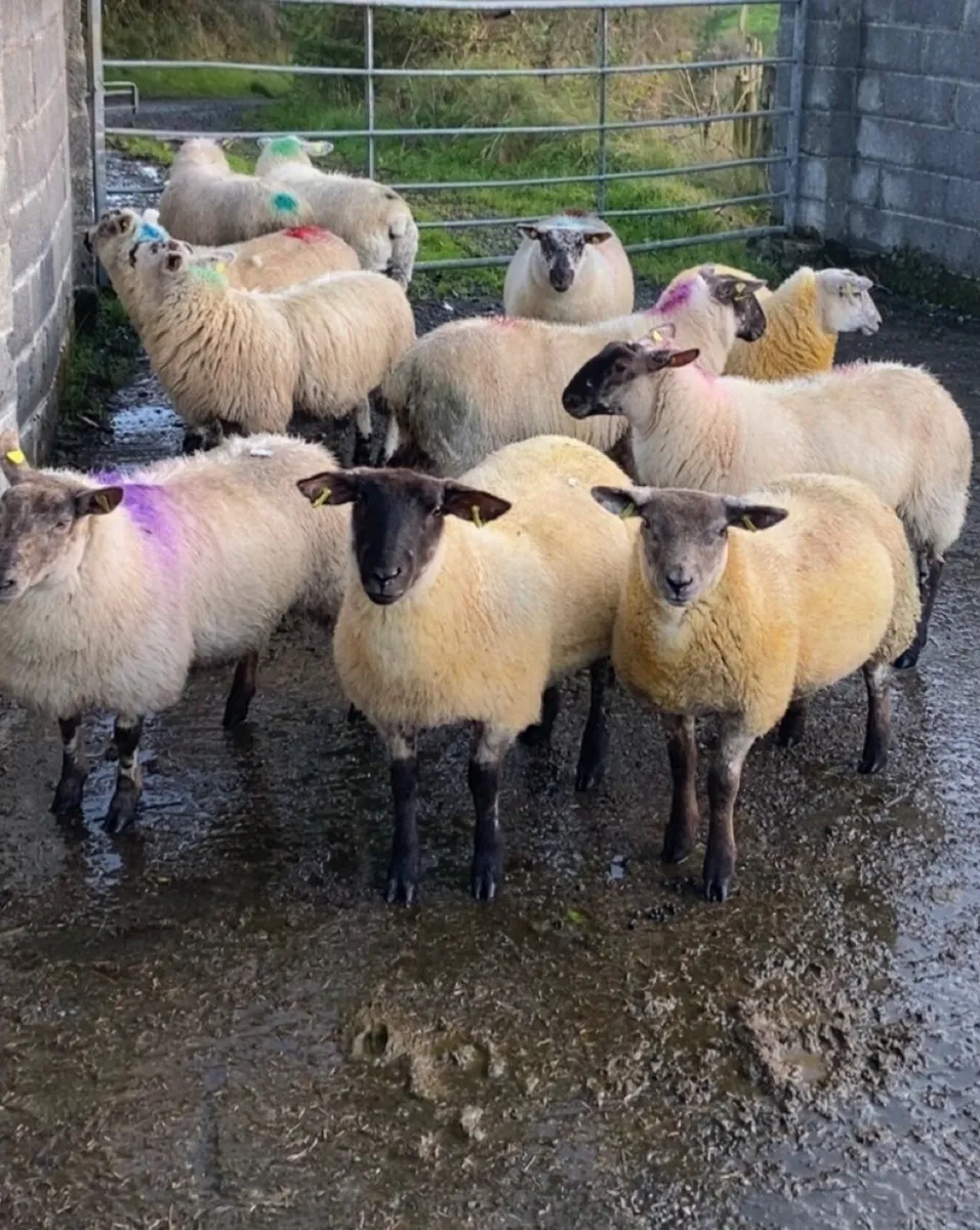 🔥 suftex ewe lambs 🔥 - Image 2