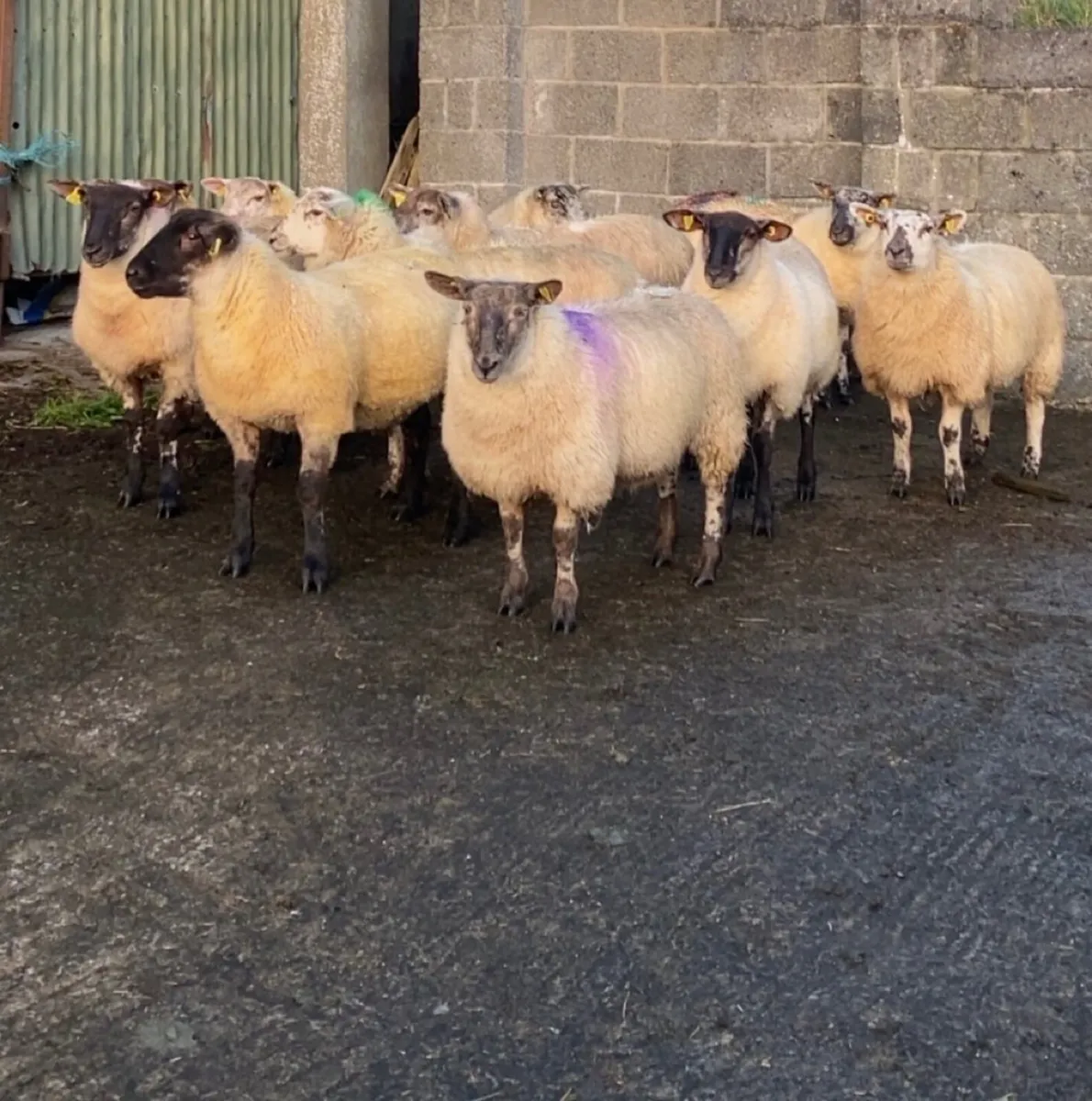 🔥 suftex ewe lambs 🔥 - Image 1
