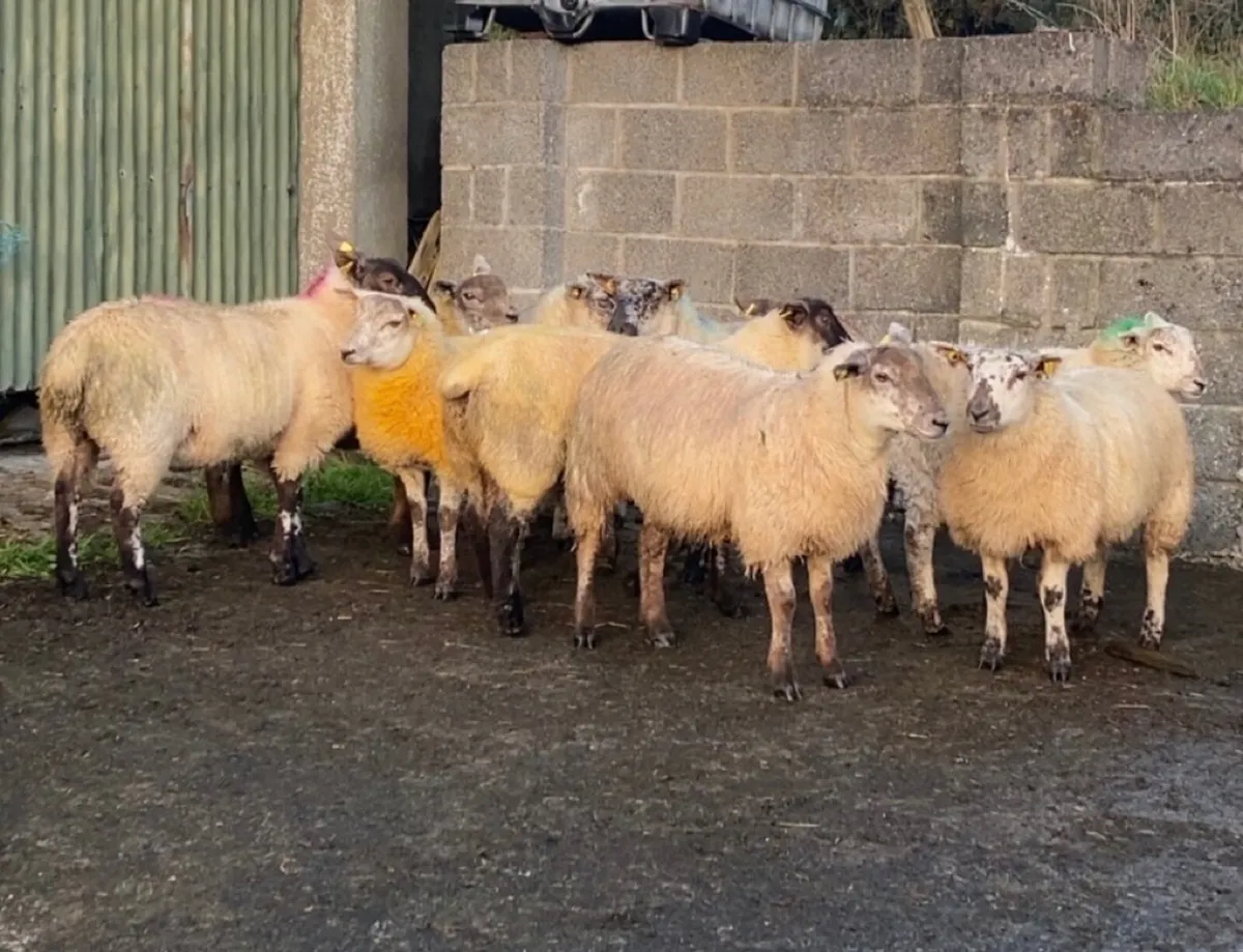 🔥 suftex ewe lambs 🔥 - Image 3