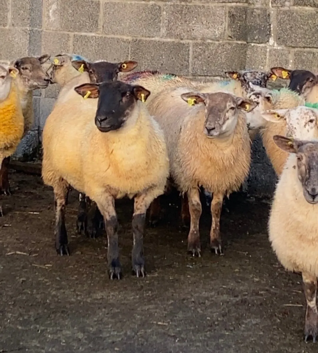 🔥 suftex ewe lambs 🔥 - Image 4
