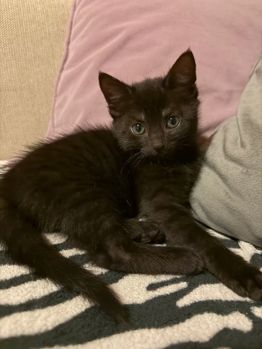 🐾 3 Adorable Kittens Looking for Loving Homes - Image 3