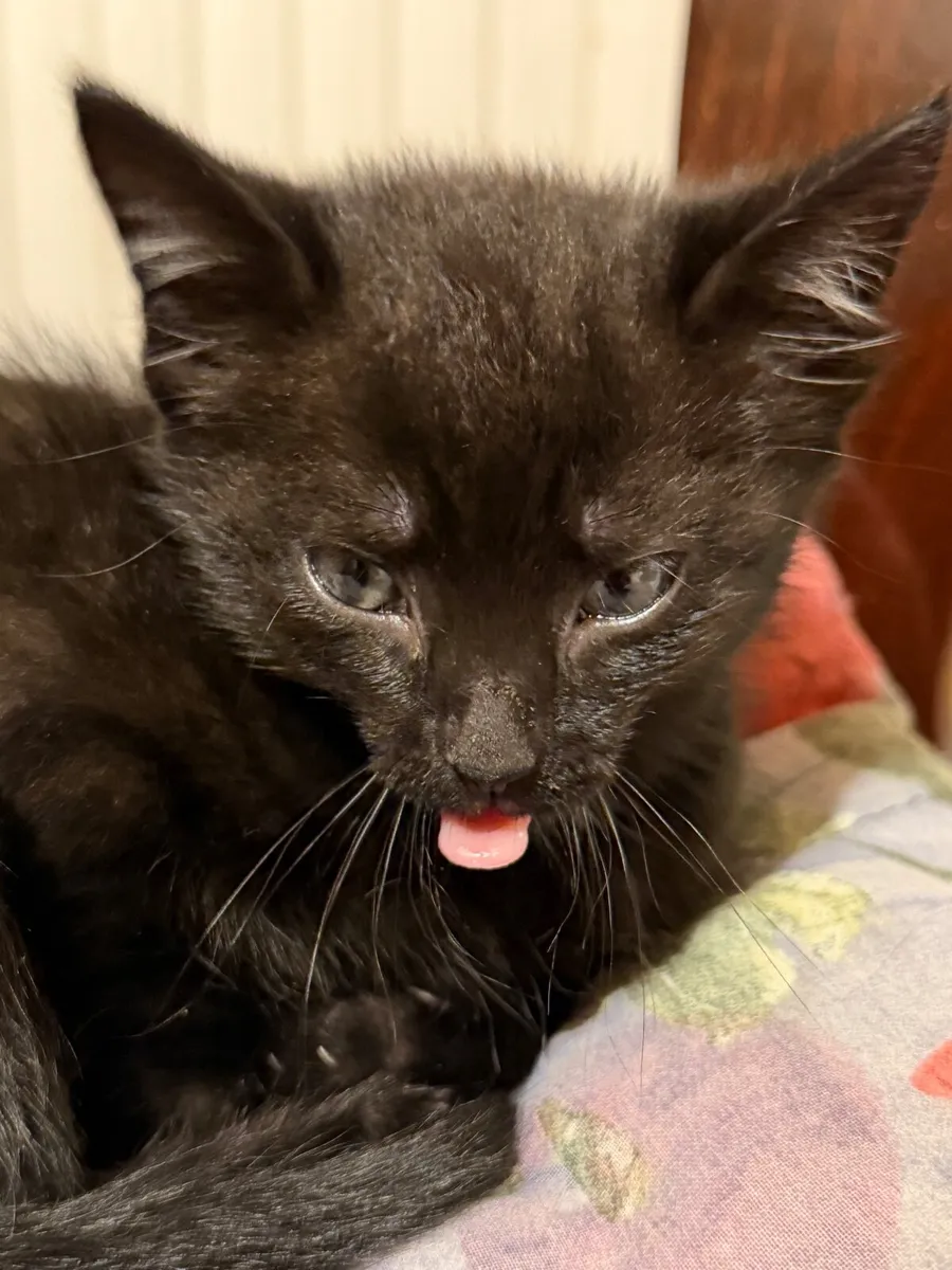 🐾 3 Adorable Kittens Looking for Loving Homes - Image 4