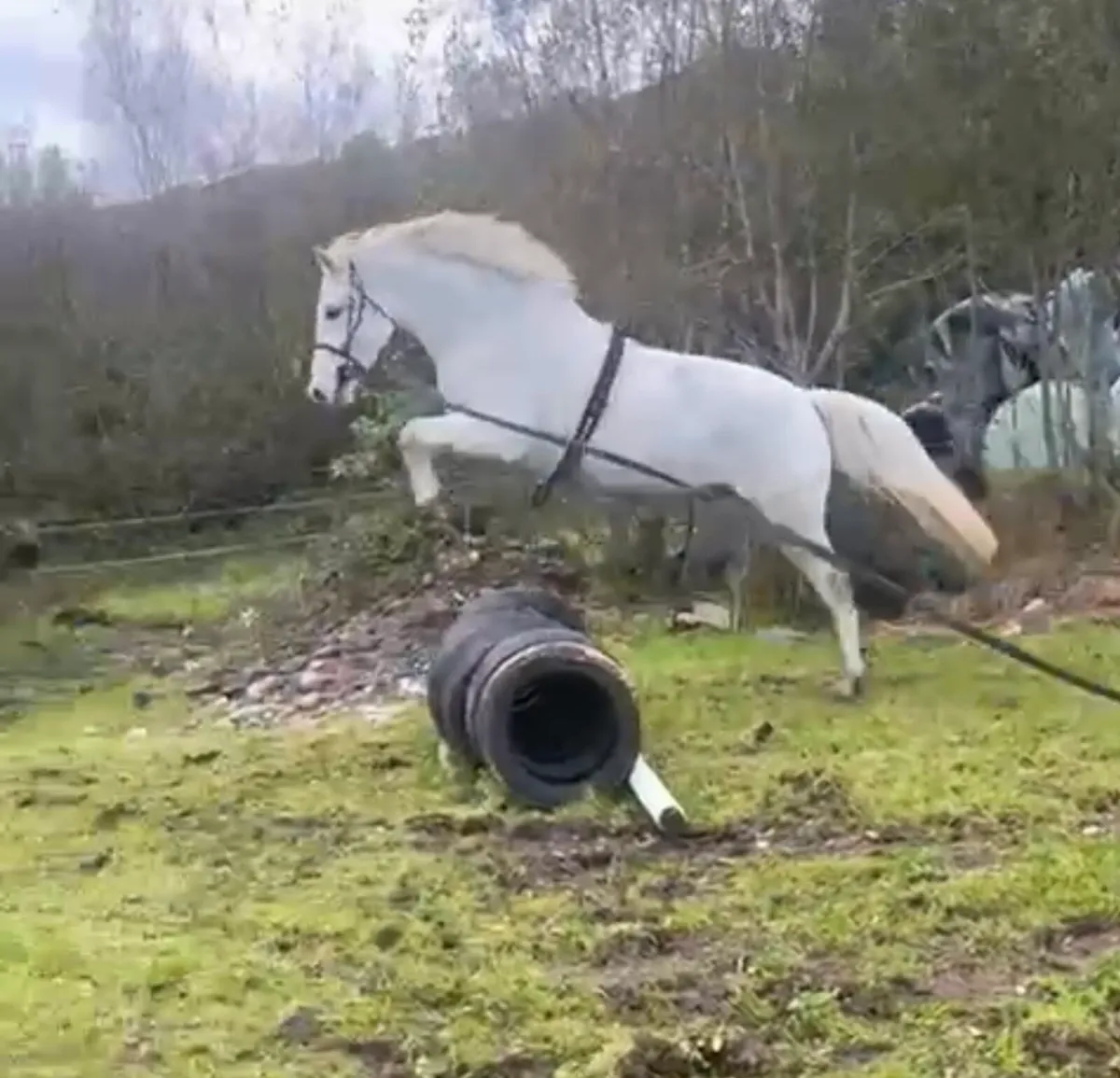 3 year old Connemara Gelding - Image 1