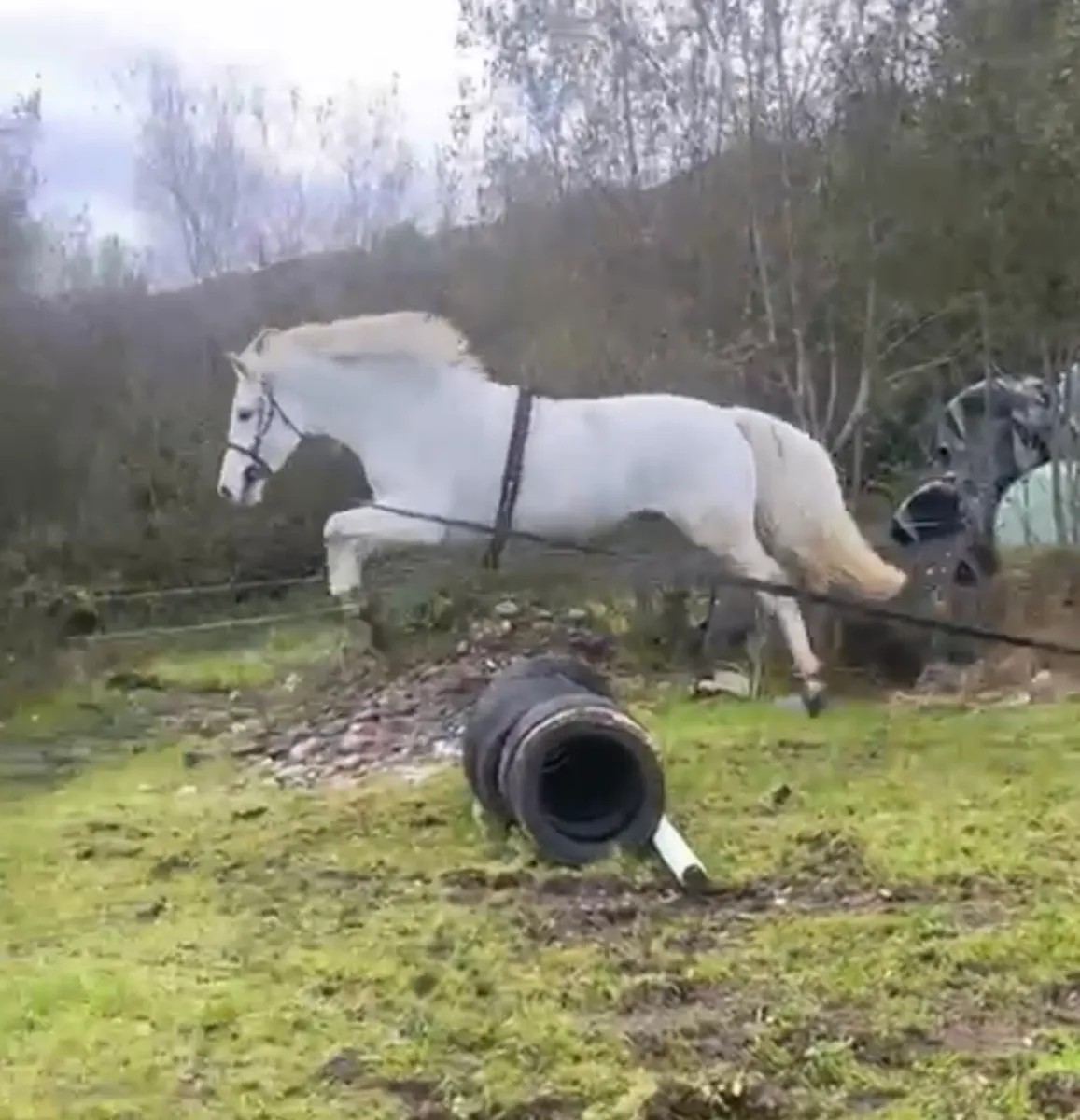 3 year old Connemara Gelding - Image 2