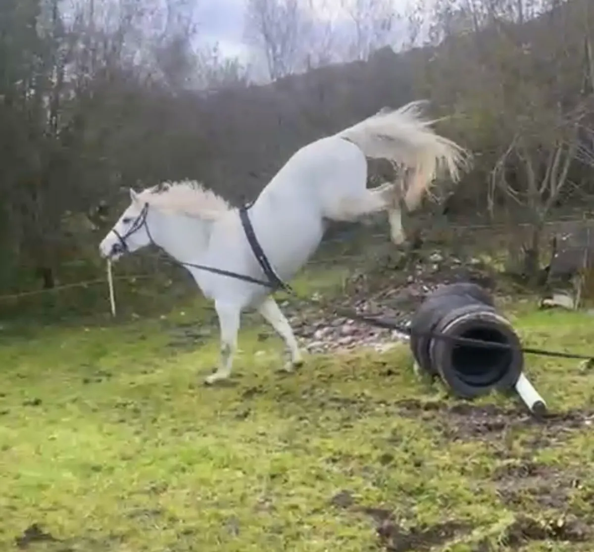 3 year old Connemara Gelding - Image 3