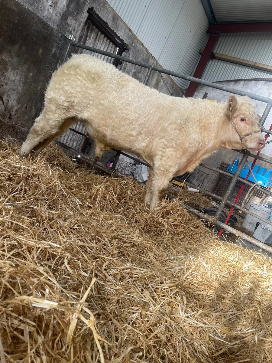 PBR CHAROLAIS WEANLING BULL - Image 2