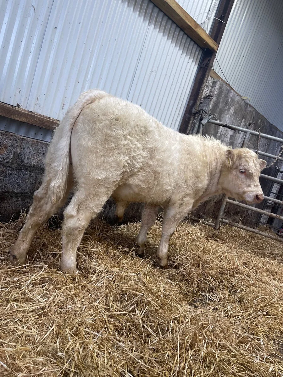 PBR CHAROLAIS WEANLING BULL - Image 3