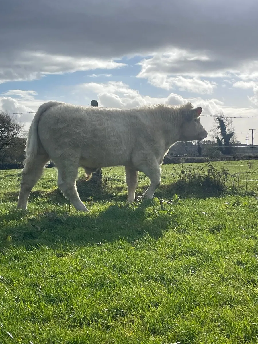 PBR CHAROLAIS WEANLING BULL - Image 4