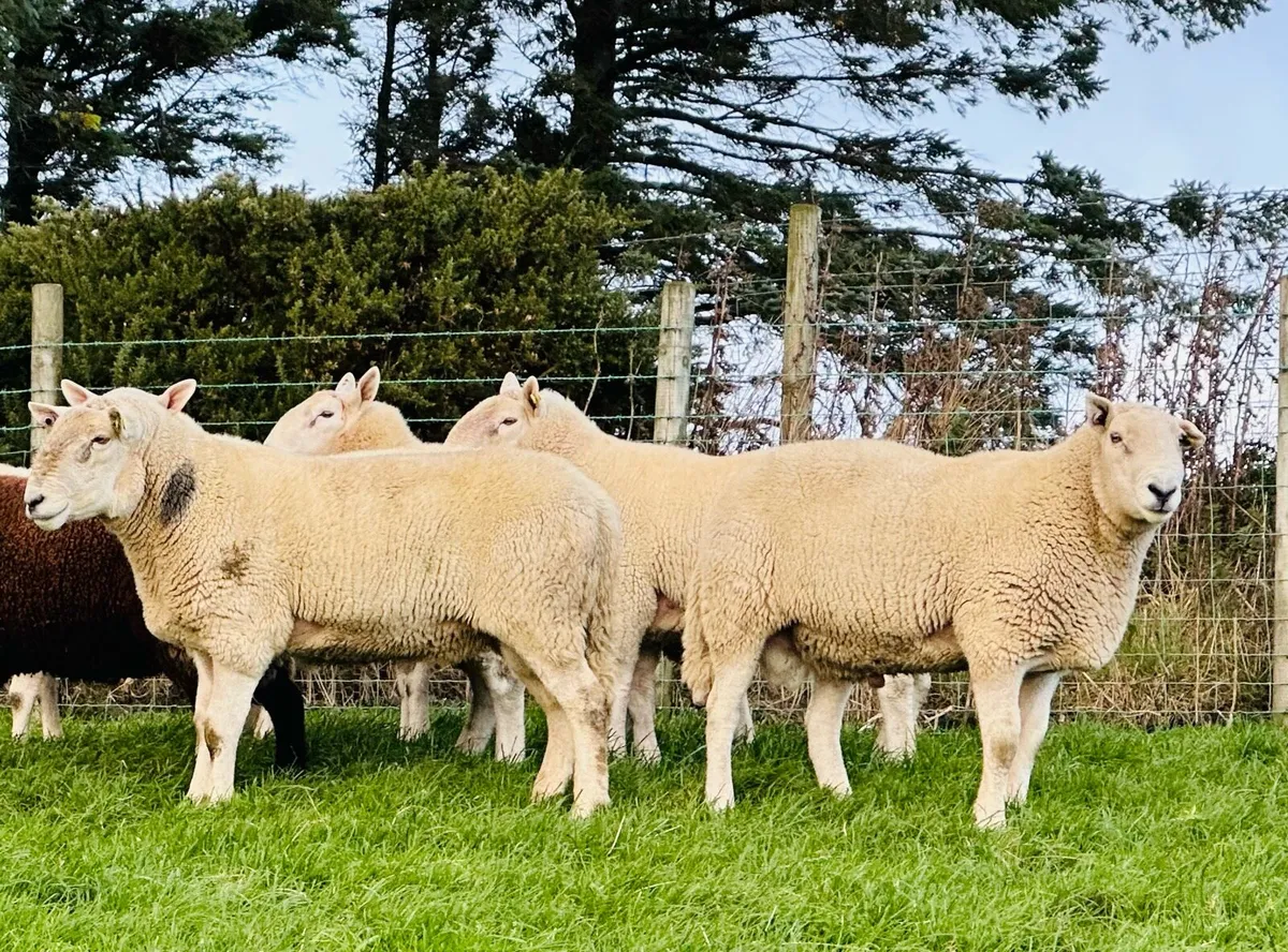 Cheviot Rams - Image 2