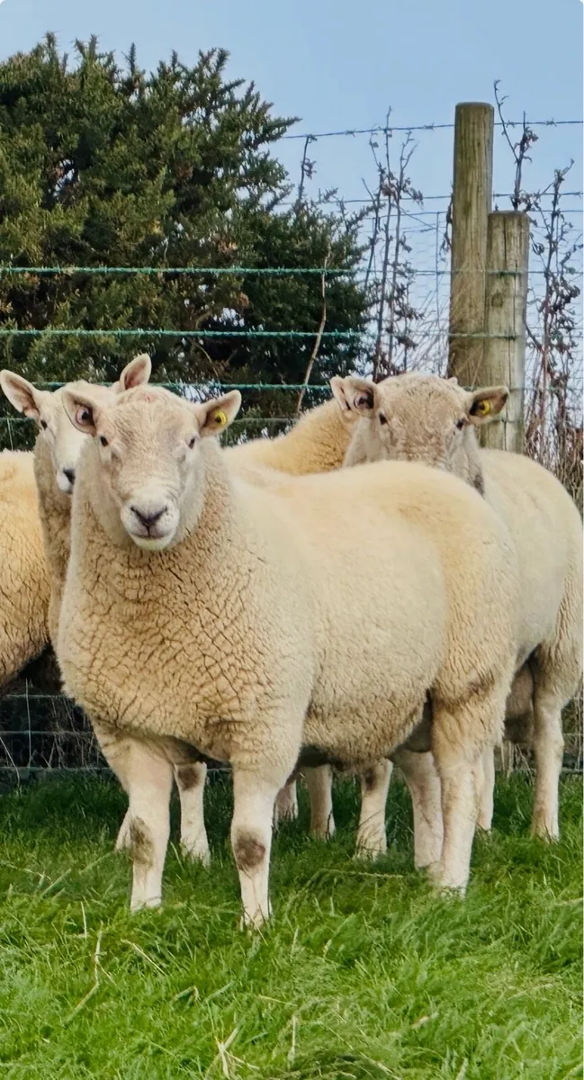 Cheviot Rams - Image 3