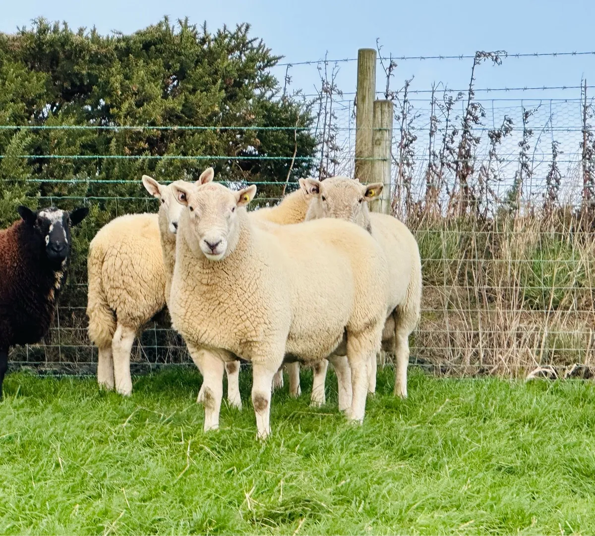 Cheviot Rams - Image 1