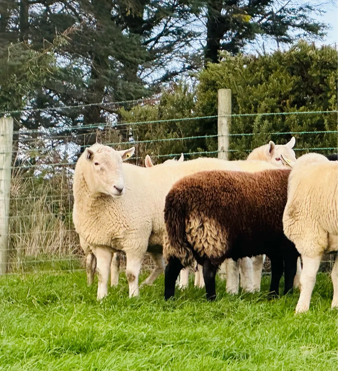 Cheviot Rams - Image 4