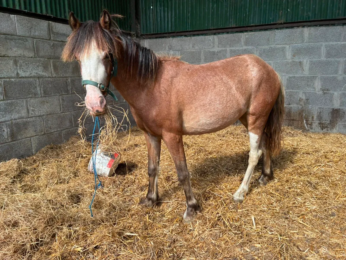 11.2hh Roan Filly - Image 1