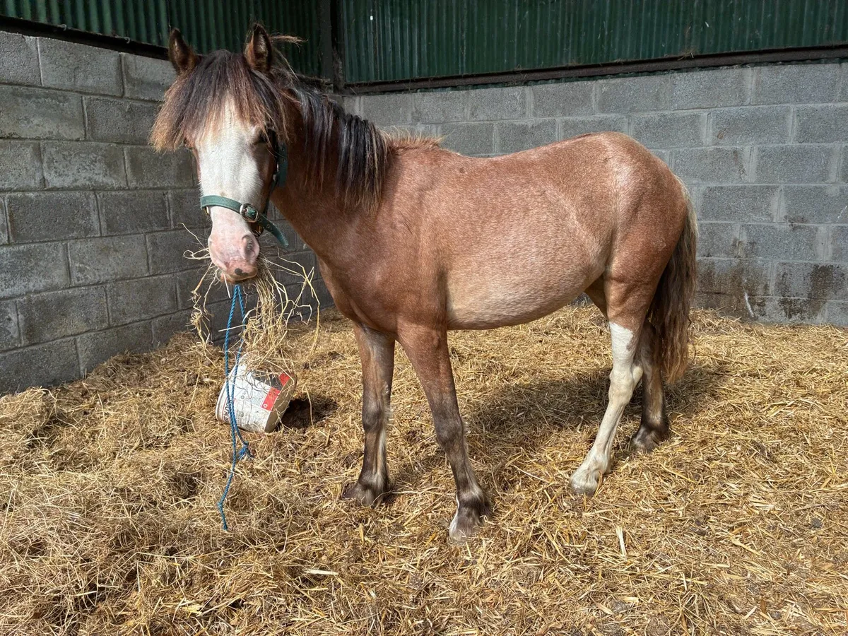 11.2hh Roan Filly - Image 2