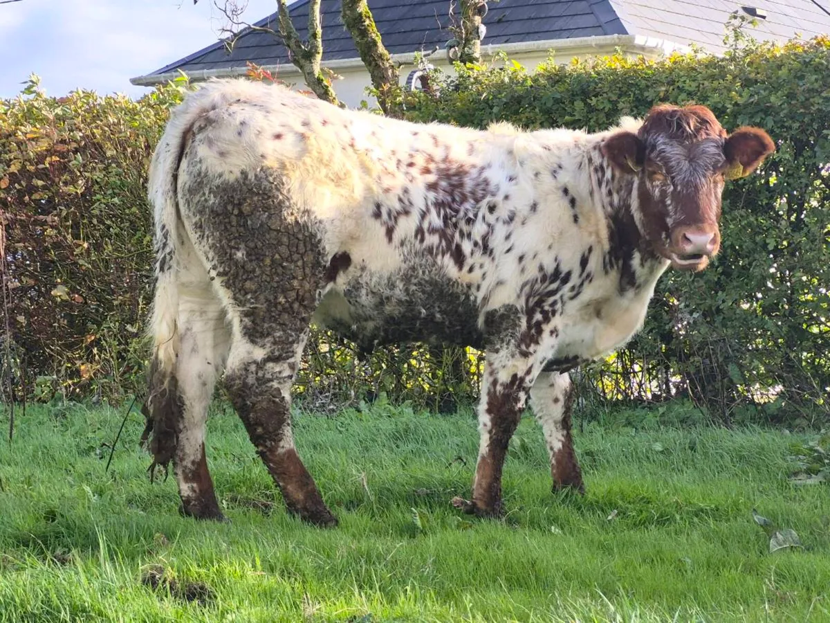 🌟 🌟 3 Super Roan Heifers 🌟 🌟 - Image 2