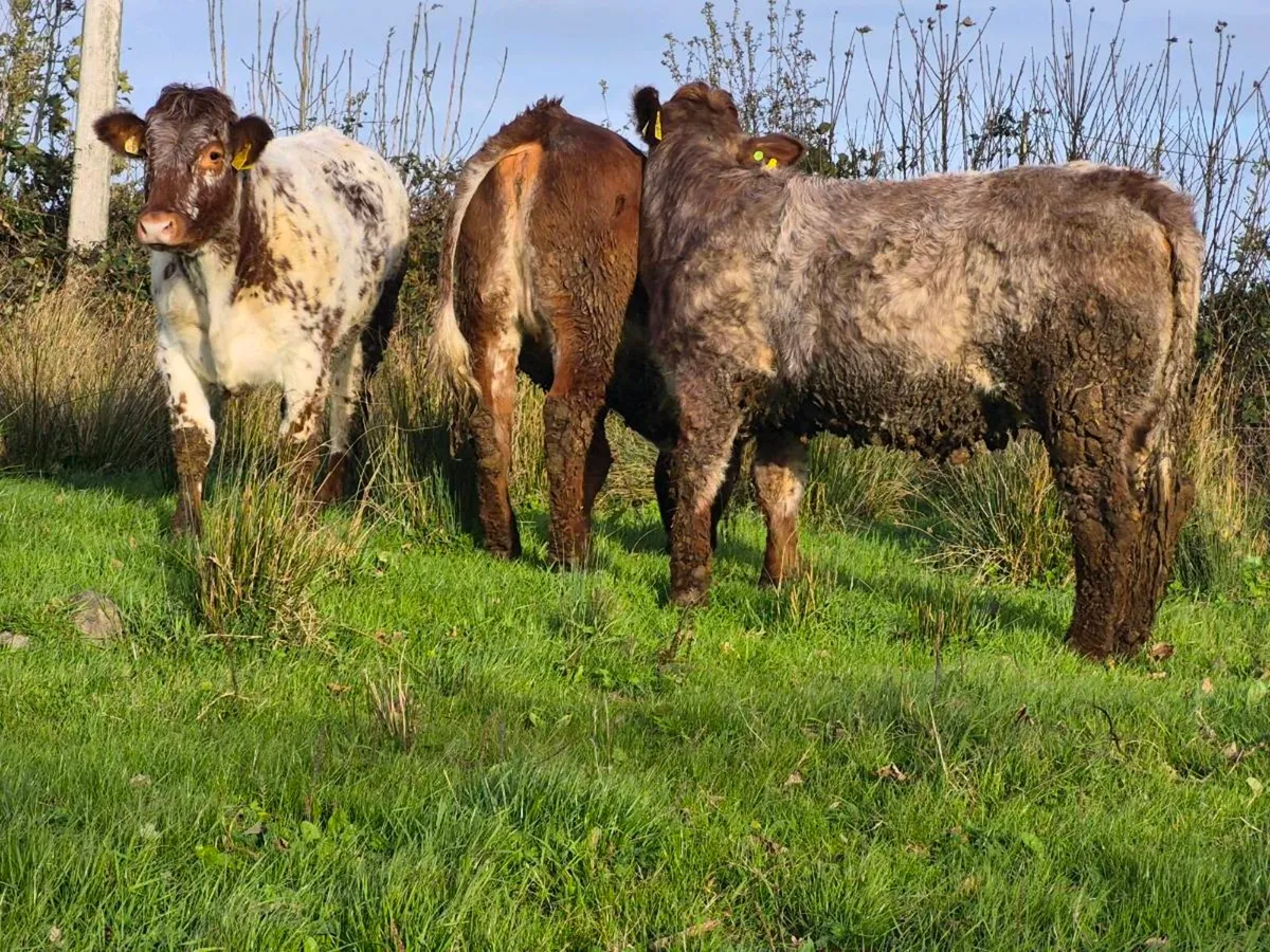 🌟 🌟 3 Super Roan Heifers 🌟 🌟 - Image 3