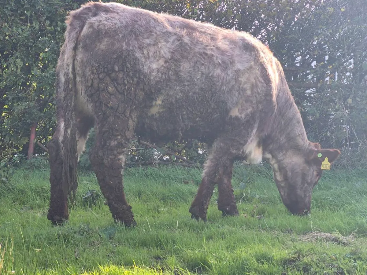 🌟 🌟 3 Super Roan Heifers 🌟 🌟 - Image 4