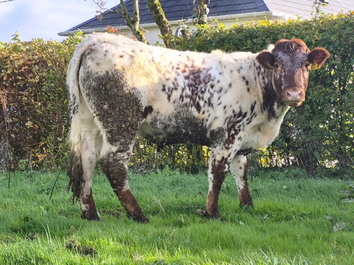 🌟 🌟 3 Super Roan Heifers 🌟 🌟 - Image 1