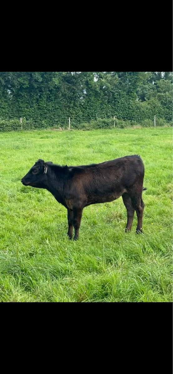 Hombred Angus heifer calves - Image 1
