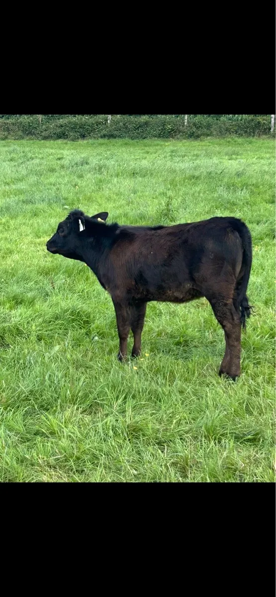 Hombred Angus heifer calves - Image 2