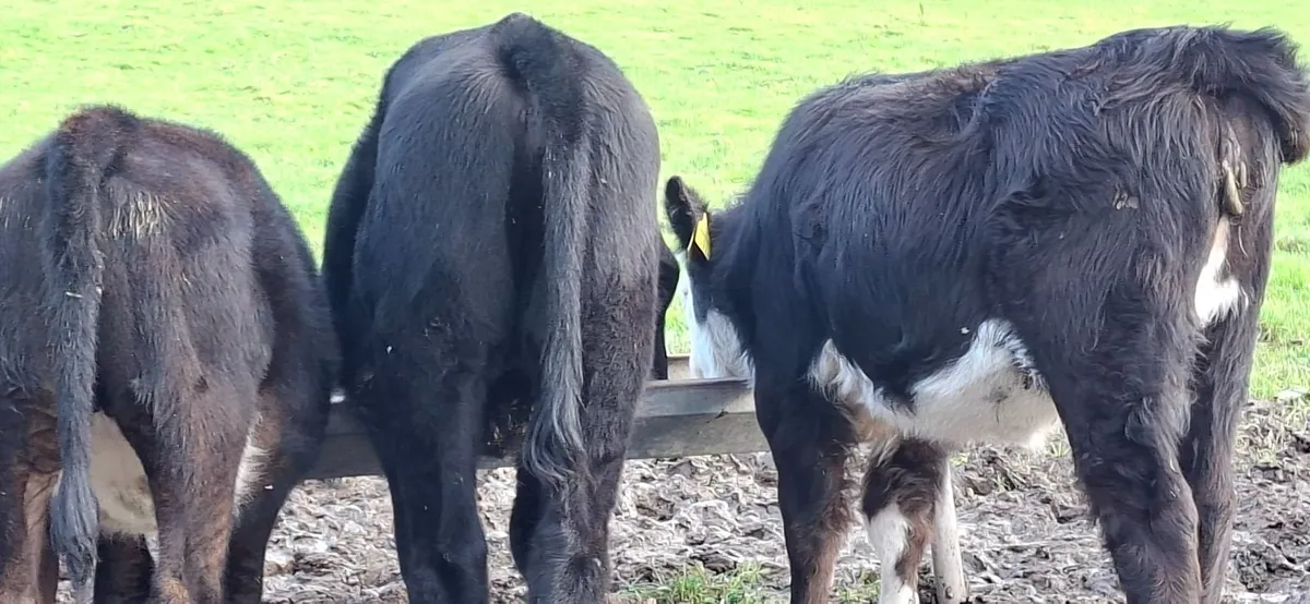 Angus and Hereford Heifers - Image 1