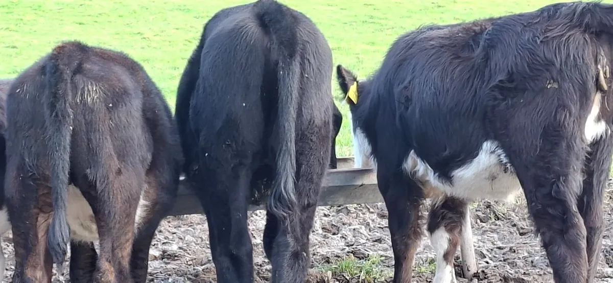Angus and Hereford Heifers - Image 2