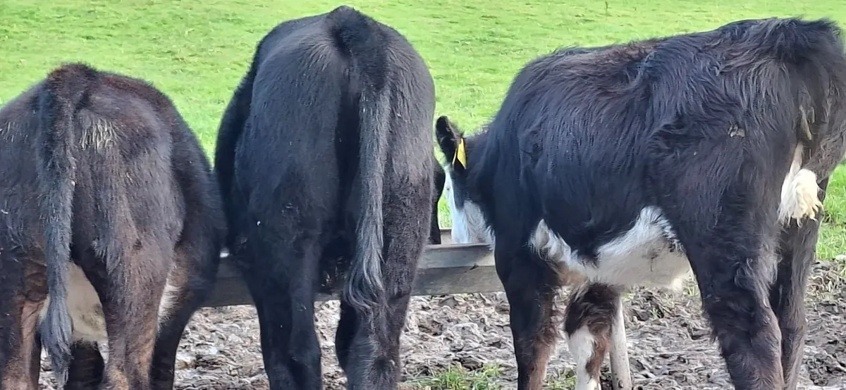 Angus and Hereford Heifers - Image 3