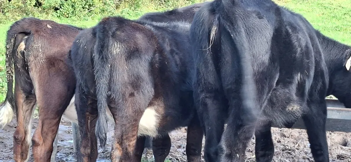 Angus and Hereford Heifers - Image 4