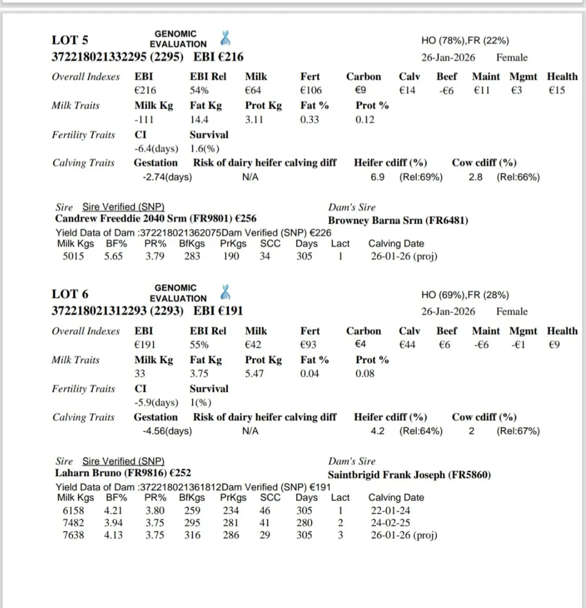 6 Top class weanling heifers - Image 1