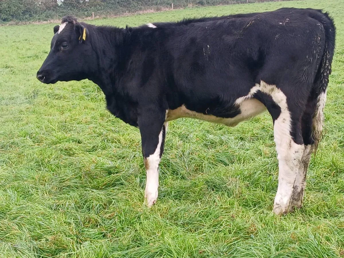 6 Top class weanling heifers - Image 4