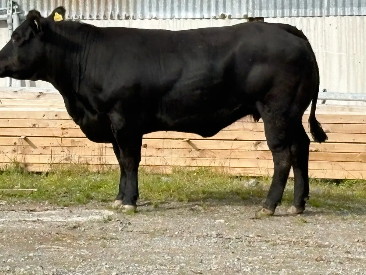 Super u grade black limousine incalf heifer - Image 2