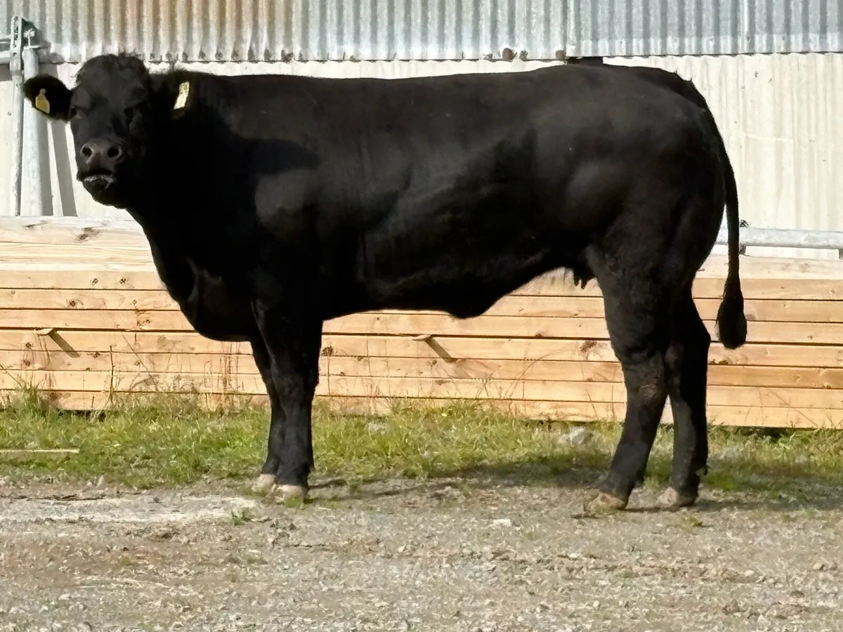 Super u grade black limousine incalf heifer - Image 3