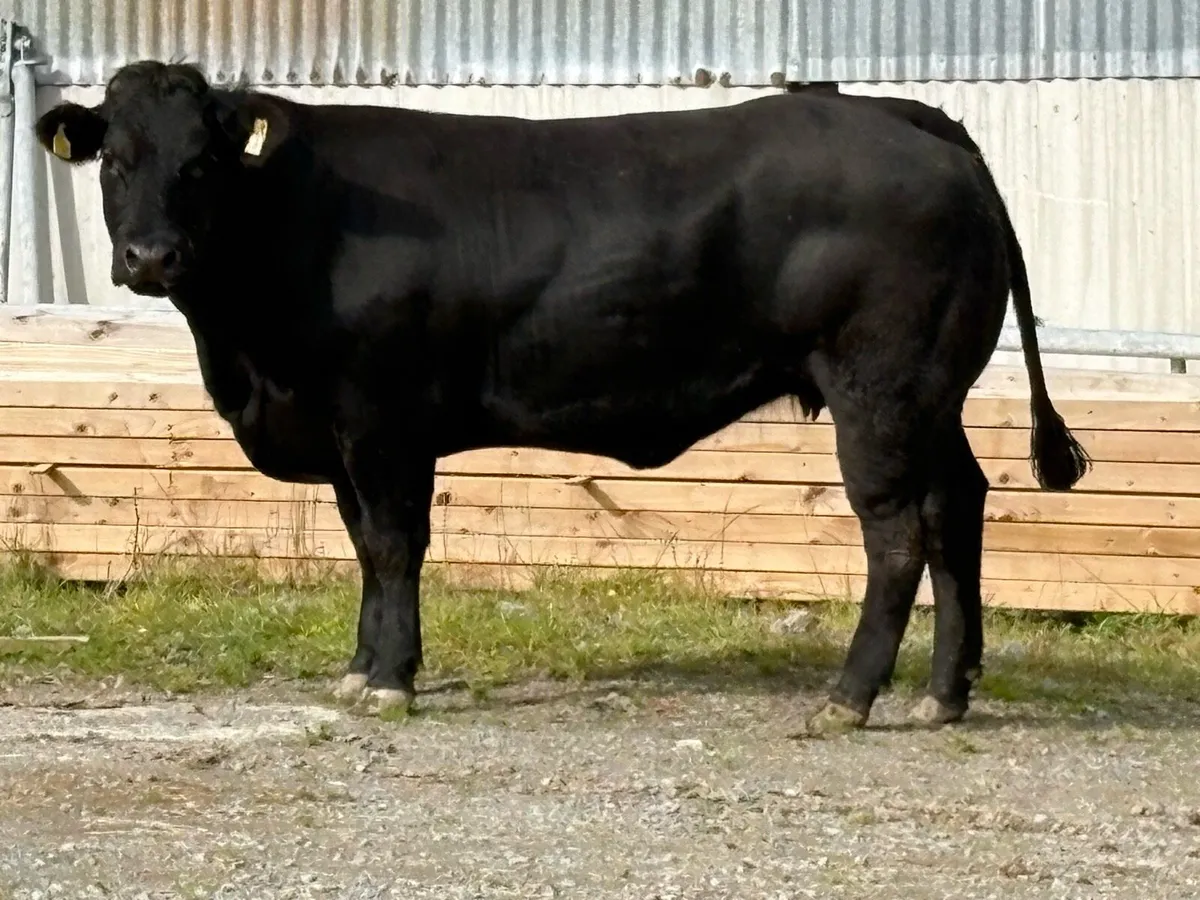 Super u grade black limousine incalf heifer - Image 4