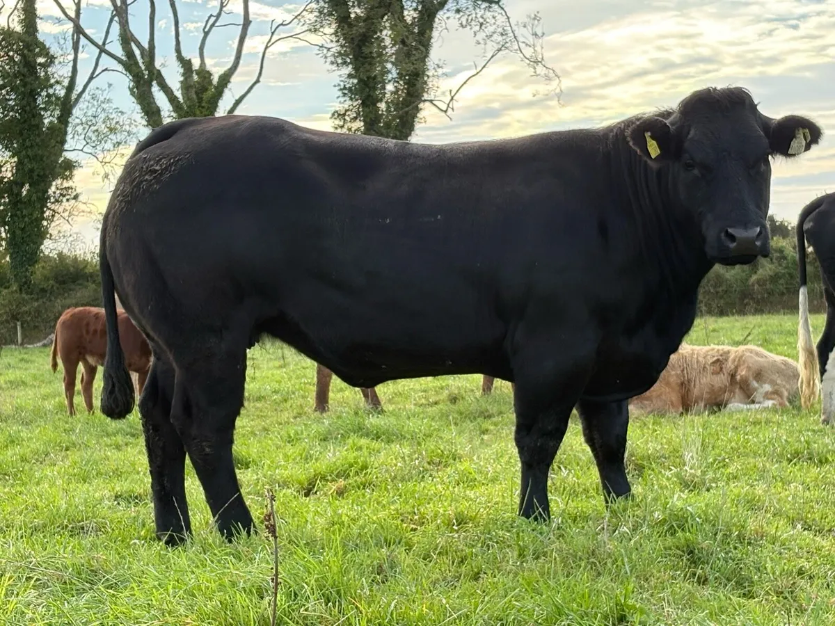 Super u grade black limousine incalf heifer - Image 1