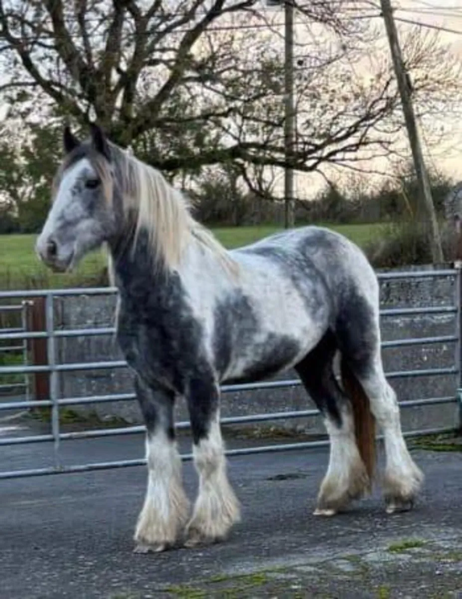 Cob Geldings - Image 1