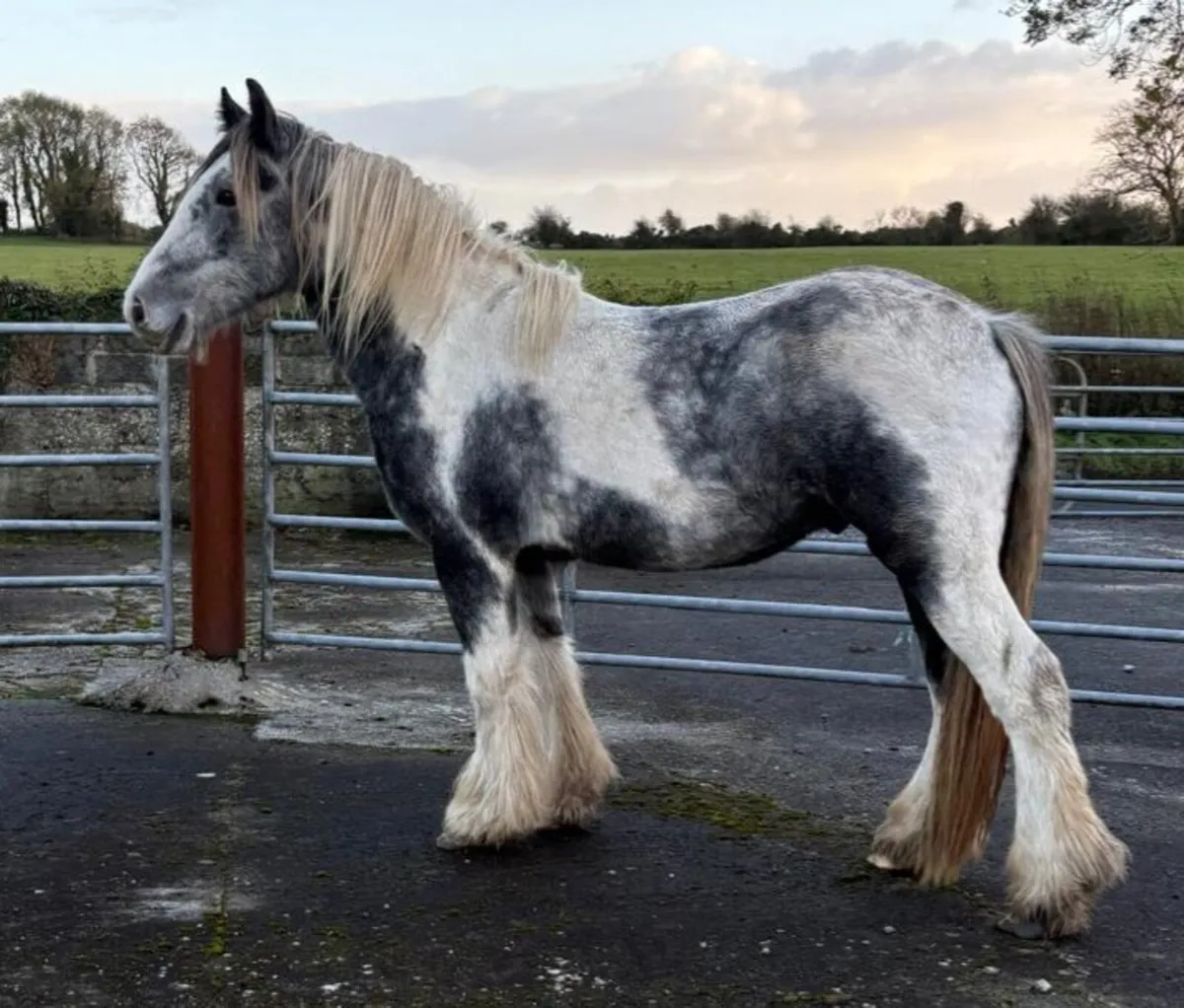 Cob Geldings - Image 2