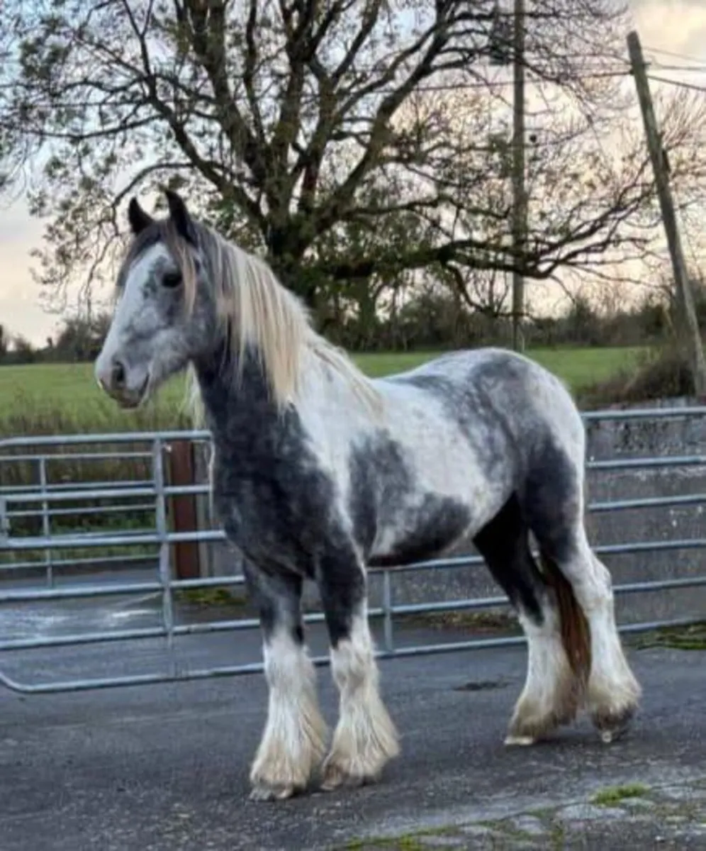 Cob Geldings - Image 3