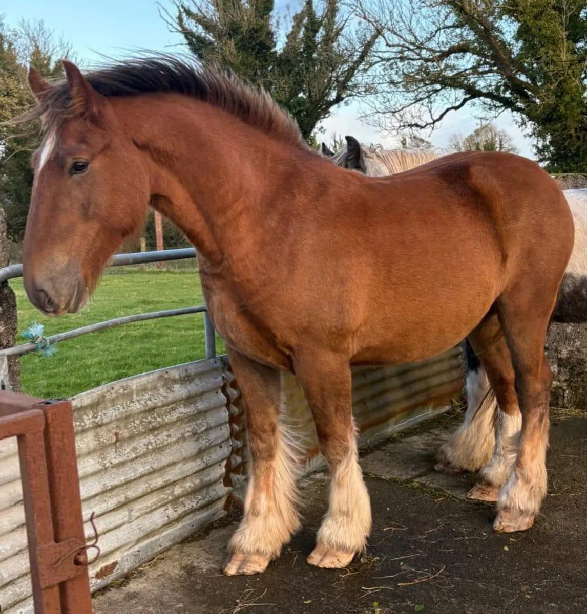 Cob Geldings - Image 4