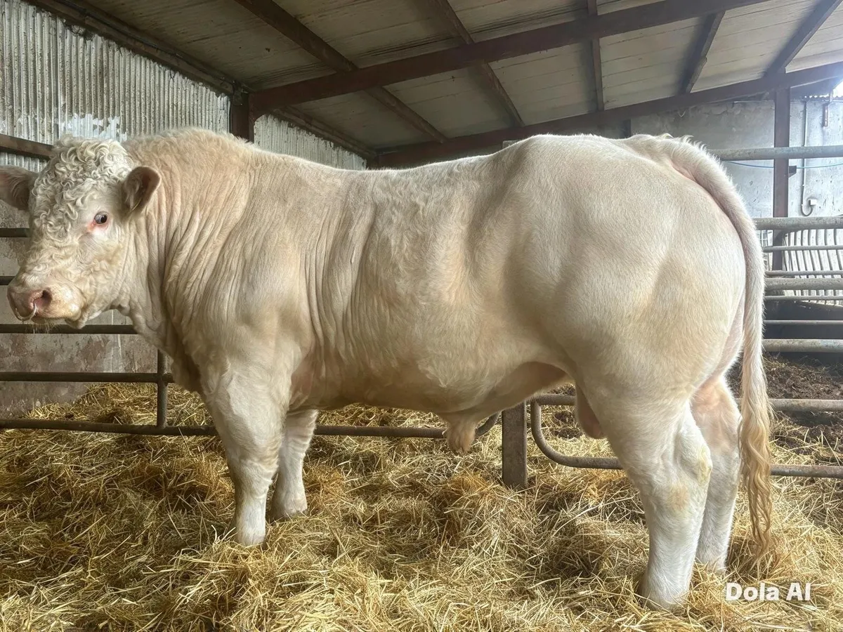Livestock - Image 3
