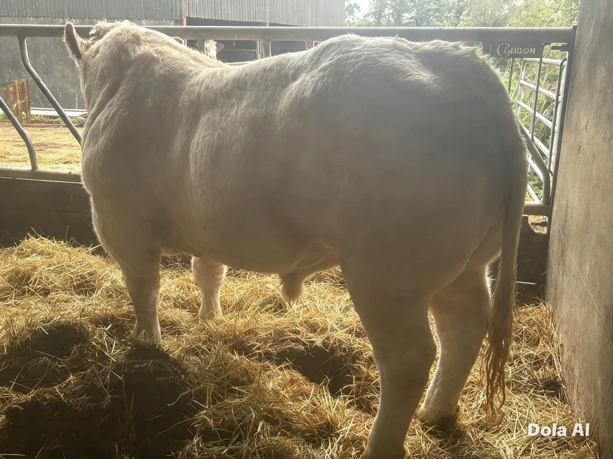 Livestock - Image 4