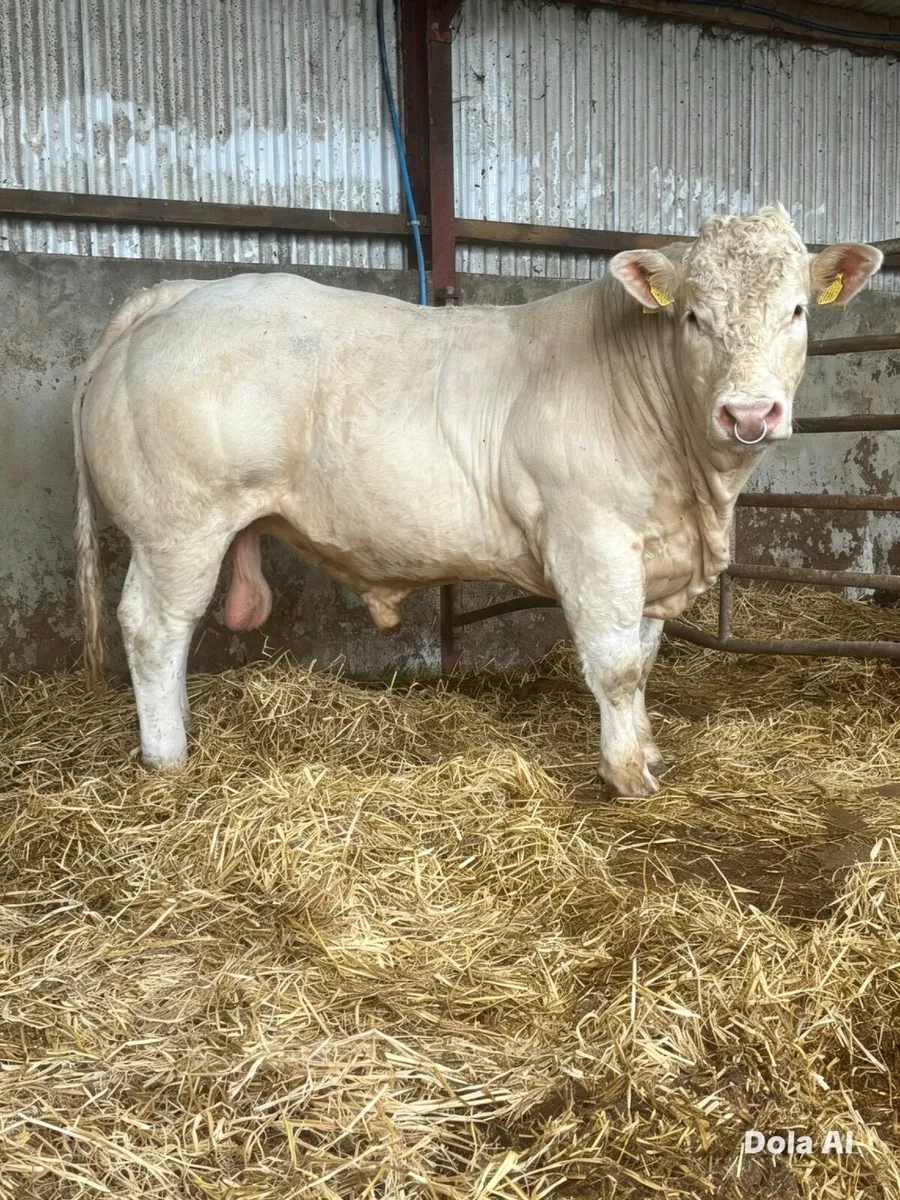 Livestock - Image 1